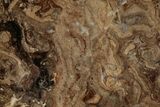 Polished Fossil Stromatolite (Chlorellopsis?) Slab - Wyoming #357263-1